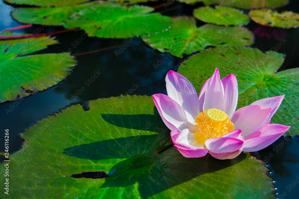 A beautiful pink lotus flower or lotus flower in the pool A beautiful pink lotus flower or lotus flower in the pool