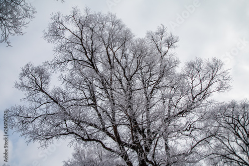 Hoarfrost on trees. Winter forest.