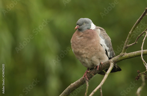 A beautiful Woodpigeon (Columba palumbus) perched on a branch in a tree.