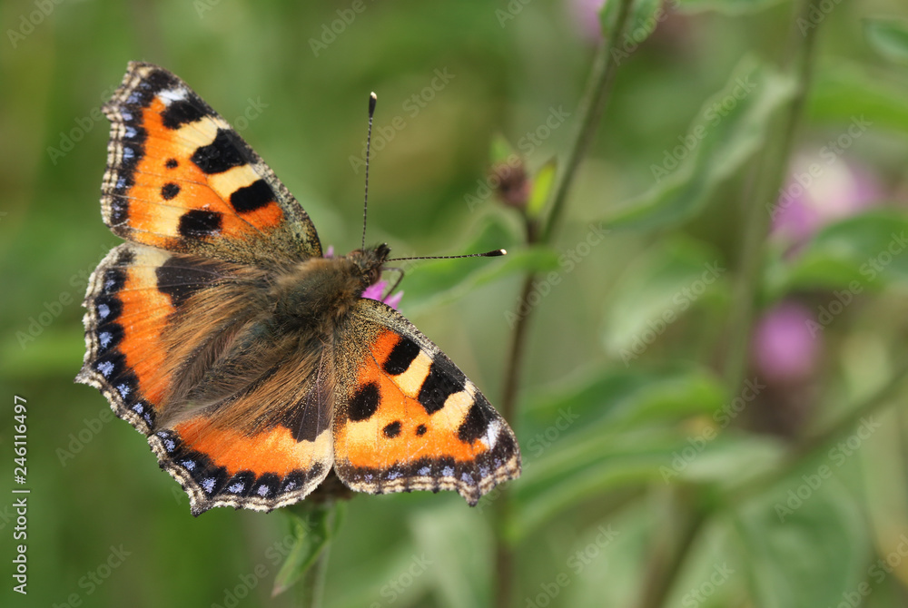 A pretty Small Tortoiseshell Butterfly (Aglais urticae) nectaring on a flower. A pretty Small Tortoiseshell Butterfly (Aglais urticae) nectaring on a flower.