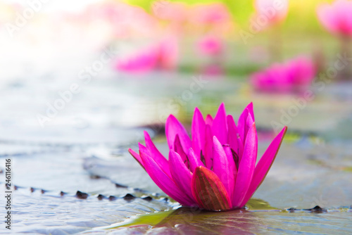 A beautiful pink lotus flower or lotus flower in the pool