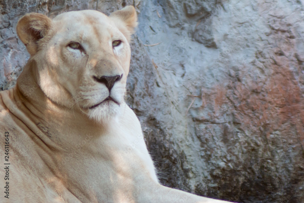 Big Brown lion Looking at something
Big Brown lion Looking at something