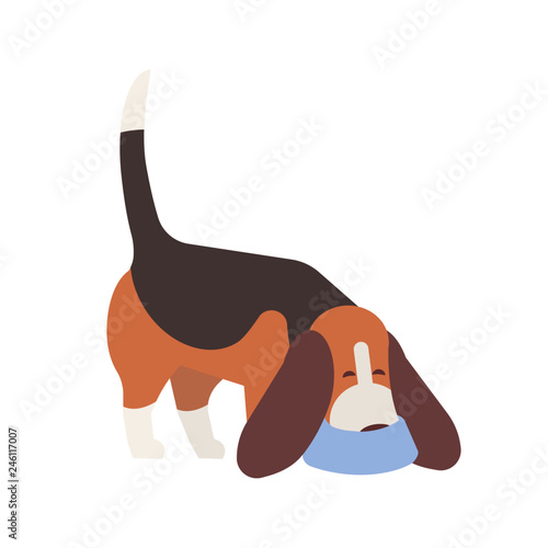 Cute Beagle sniffing floor