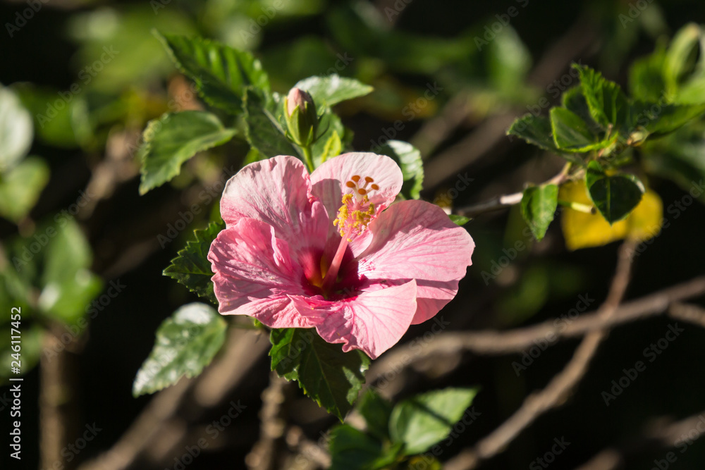 Obraz premium Close up of Soft Pink Hibiscus rosa-sinensis