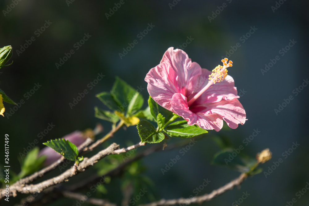 Obraz premium Close up of Soft Pink Hibiscus rosa-sinensis