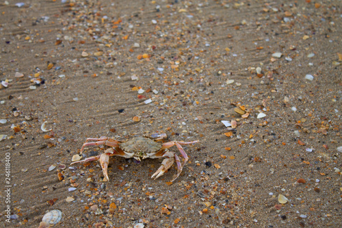 small crab on the sand close-up