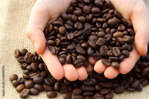 many coffee beans in the hand 