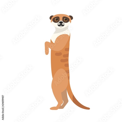African meerkat isolated on white background. Portrait of cute wild watchful predatory animal. Gorgeous exotic desert species, fauna of Africa. Colorful vector illustration in flat cartoon style.