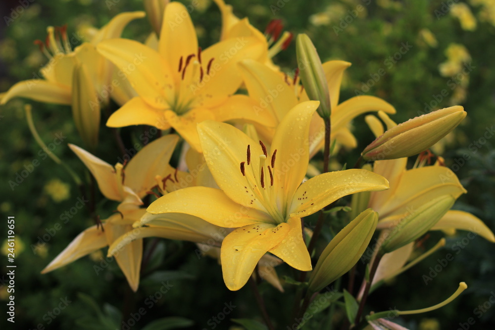 Fototapeta premium yellow lily close up after rain