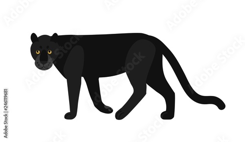 Black panther isolated on white background
