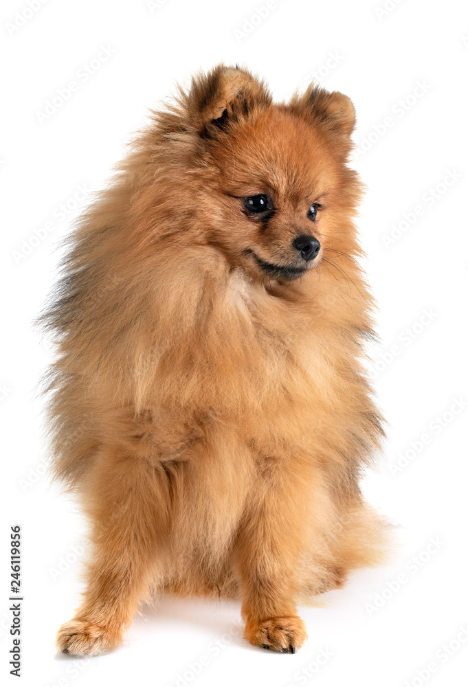 pomeranian in studio