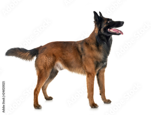 belgian shepherd tervuren photo