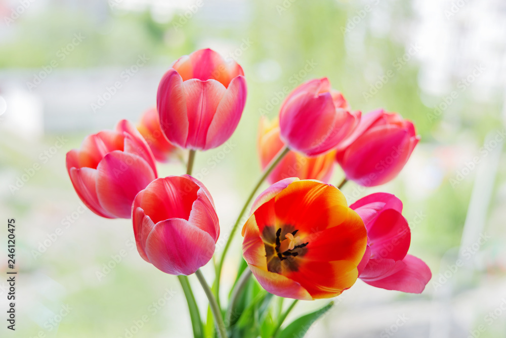 Yellow-pink tulip flowers Yellow-pink tulip flowers