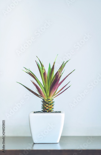 The Agave tree is in a beautiful white pot on a wooden floor.