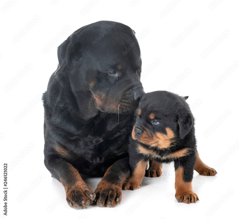 Obraz premium puppy and adult rottweiler
