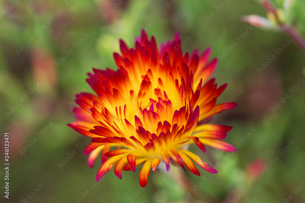 Lampranthus aureus Lampranthus aureus
