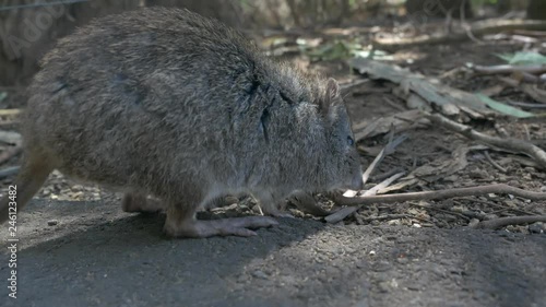 Closeup following a bandicoot hopping on the group