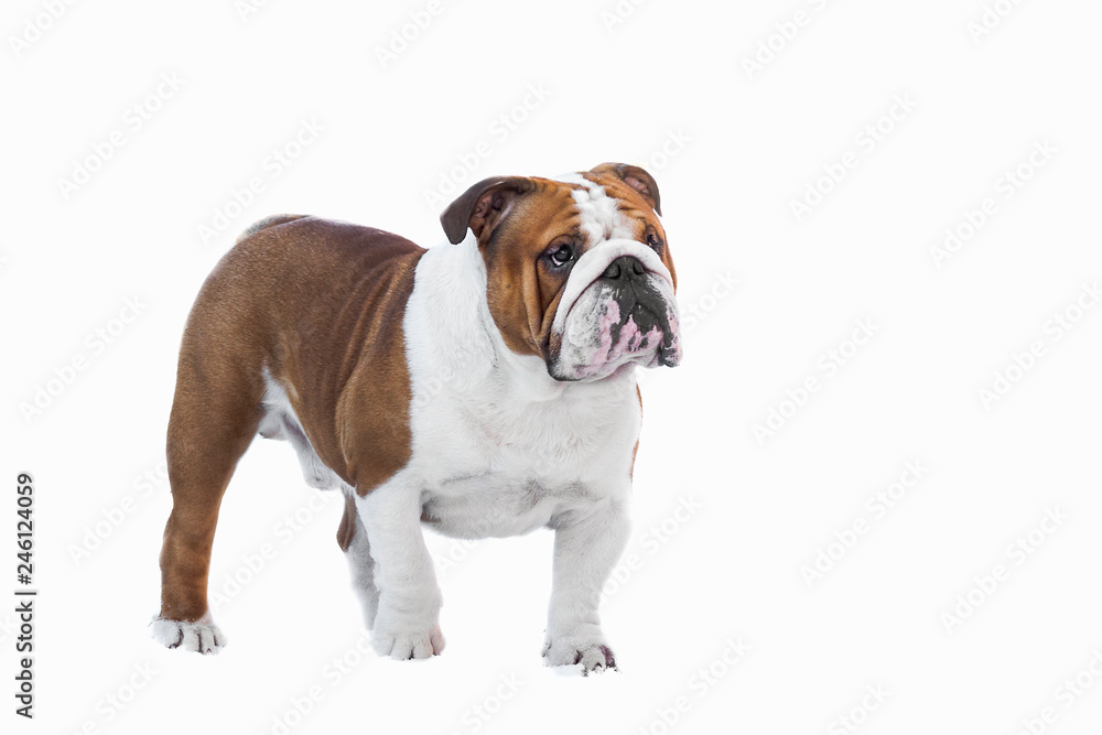 English Bulldog british white red color adult stands on a white background