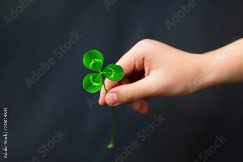 A hand is holding a green three-leaf clover on a black dark background. Close-up. Detailed. View from above. Free space for text. Copypaste © Alona