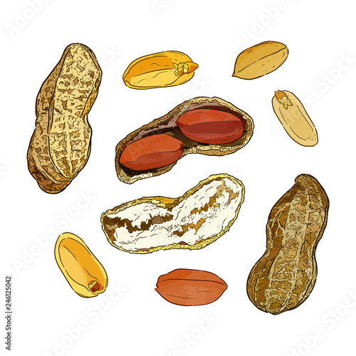 Vector illustration set of peanuts