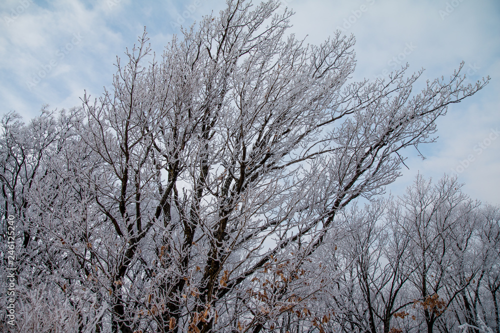 Hoarfrost on trees. Winter forest.