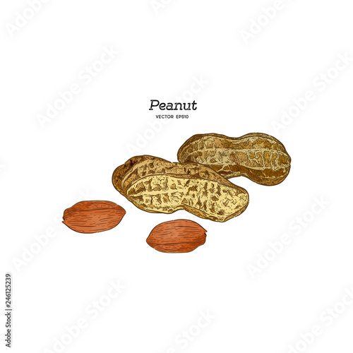Vector illustration set of peanuts