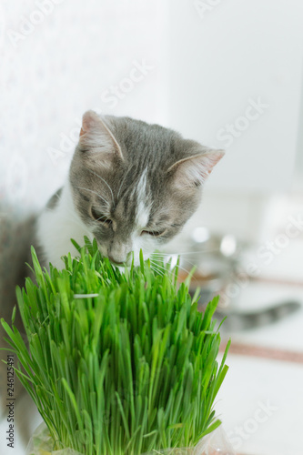 Cat loves greens