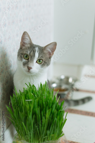 Cat loves greens
