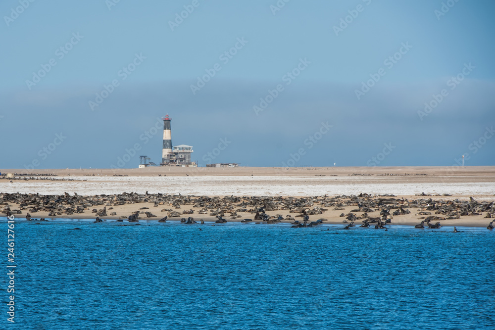 Fototapeta premium kolonia lwów morskich i latarnia morska w Namibii