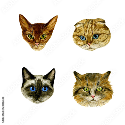 Fototapeta Naklejka Na Ścianę i Meble -  Set of muzzle cats on a white background. Watercolour. Hand drawn illustration. Design elements. Perfect for invitations, greeting cards, blogs, posters, prints on a white background. 