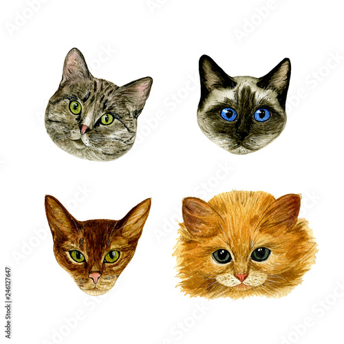 Fototapeta Naklejka Na Ścianę i Meble -  Set of individual elements from the muzzle of cats. Watercolour. Hand drawn illustration. Design elements.