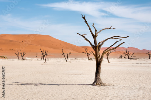 Dead trees in naukluft park in Namibia