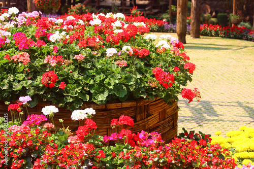Colorful flowers. Beautiful flowers at Doi Tung royal villa. Take a picture from Chiangrai Province  Thailand.