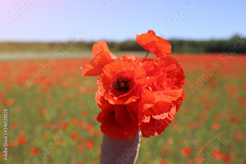 Girl is holding a bouquet of red poppy flowers in her hand. Green field on the background. Beautiful nature and sunny summer concept.