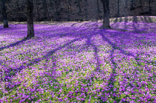 Foto Glade in the forest, covered with crocuses, spring background