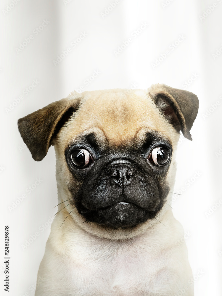 Adorable Pug puppy solo portrait Adorable Pug puppy solo portrait