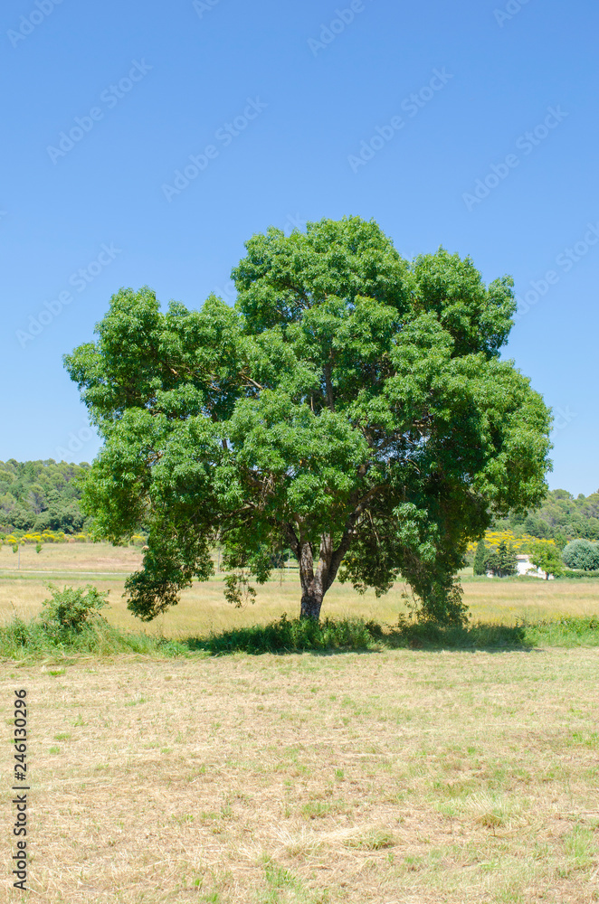 Fraxinus angustifolia, isolated tree Fraxinus angustifolia, isolated tree