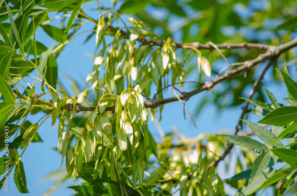 Fraxinus ornus samaras Fraxinus ornus samaras