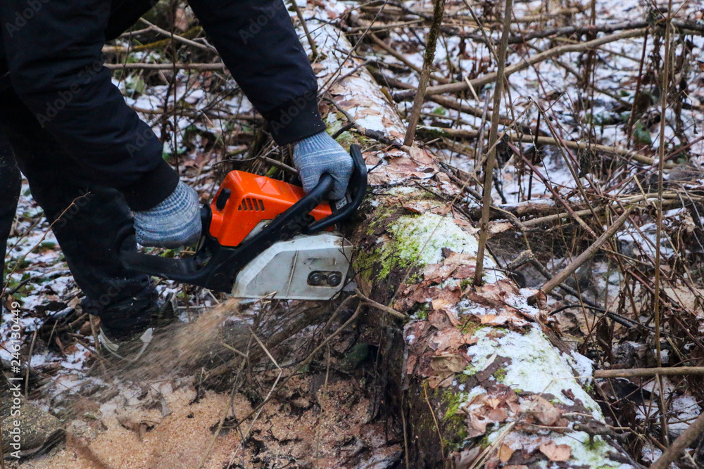 Woodcutter saws tree with chainsaw in forest. A woodcutter's hand with a chainsaw saws off a branch, shavings and sawdust from sawing fly apart. Woodcutter saws tree with chainsaw in forest. A woodcutter's hand with a chainsaw saws off a branch, shavings and sawdust from sawing fly apart.