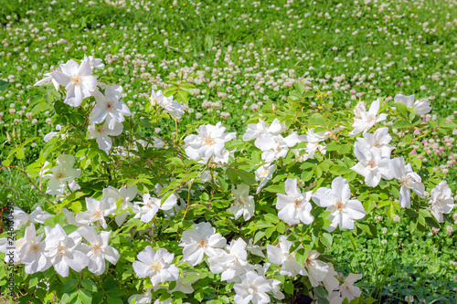 flowering bush of a rose blooming in white flowers