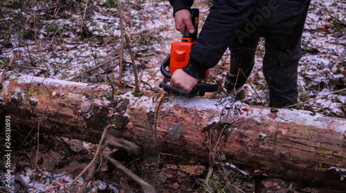 Woodcutter saws tree with chainsaw in forest. A woodcutter's hand with a chainsaw saws off a branch, shavings and sawdust from sawing fly apart.