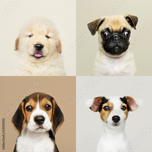 Fototapeta Naklejka Na Ścianę i Meble -  Portrait collection of adorable puppies