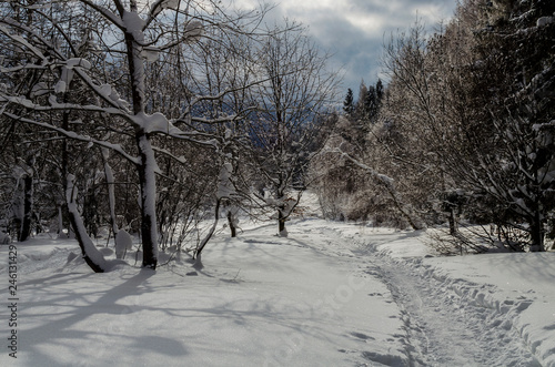Fototapeta Naklejka Na Ścianę i Meble -  ścieżka w zimowym lesie