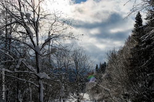Fototapeta Naklejka Na Ścianę i Meble -  las zimą 