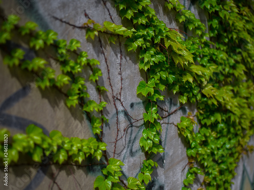 Green wild grape on the wall © Serhii