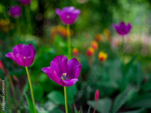 Fototapeta Naklejka Na Ścianę i Meble -  Tulips in garden