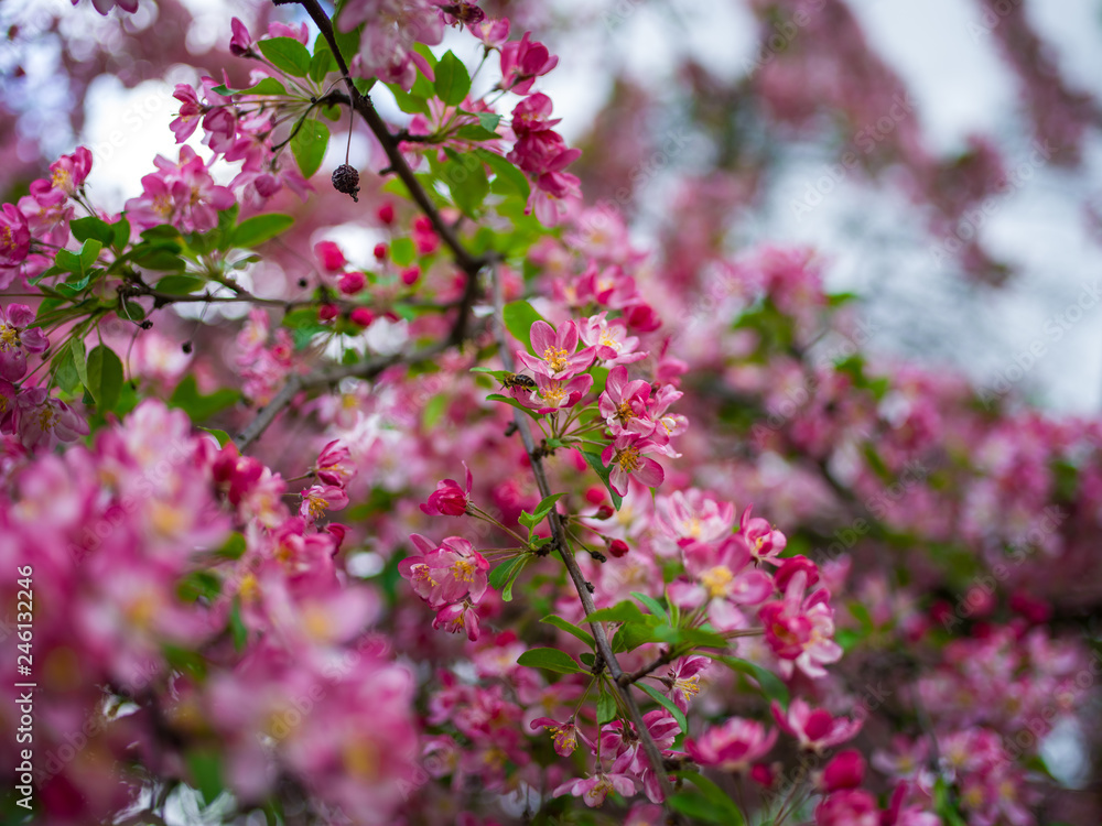 Spring blossom in Prague