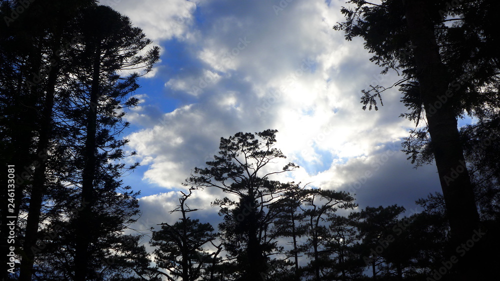 tree in the sky tree in the sky