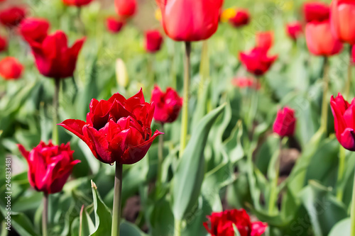 Red  tulips. Outdoor. © zhannaz