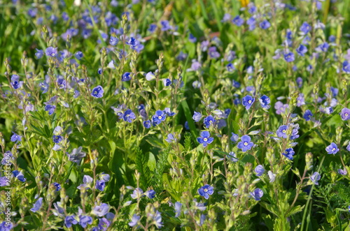 Blooming Veronica chamaedrys, background